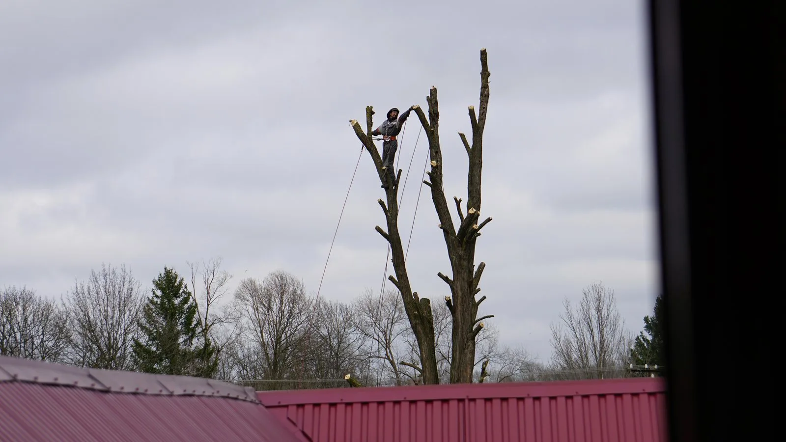 Industries / Tree Services
